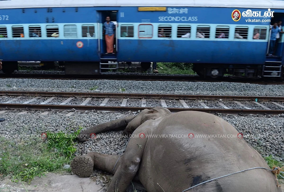 யானை