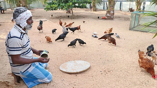 நாட்டுக் கோழிகளுடன்