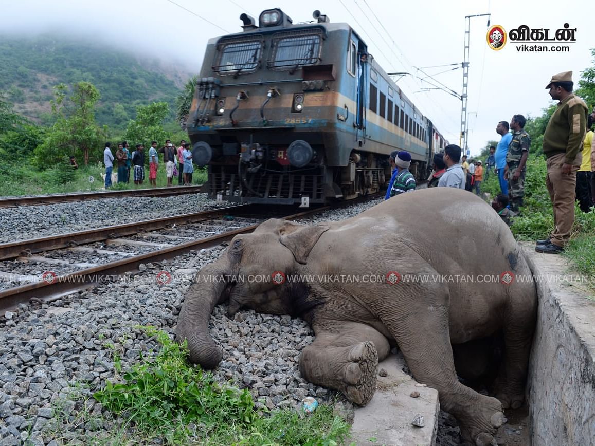 யானைகளைக் கொல்லும் கேரள - தமிழக ரயில் பாதைகள்; தடுக்க அரசு செய்யவேண்டியவை என்னென்ன?