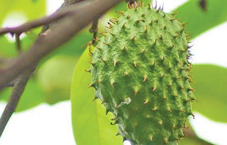 முள் சீத்தா