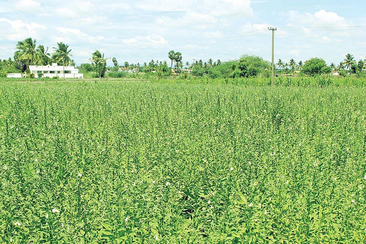 எண்ணெய் அரசியல்