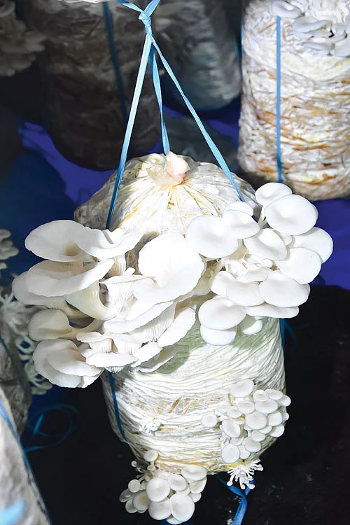 சிப்பிக் காளான்