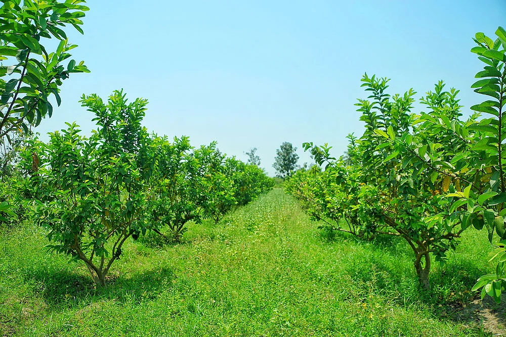 கொய்யாத் தோட்டம்