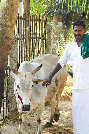 மாட்டுடன்