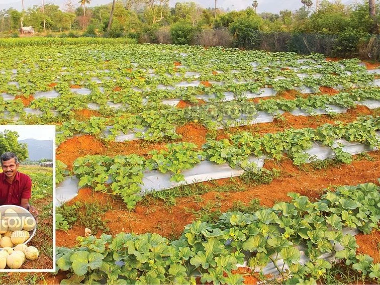 60 நாள்கள்... ரூ.30,000... குறுகிய காலத்தில் வருமானம் கொடுக்கும் முலாம்பழம்!