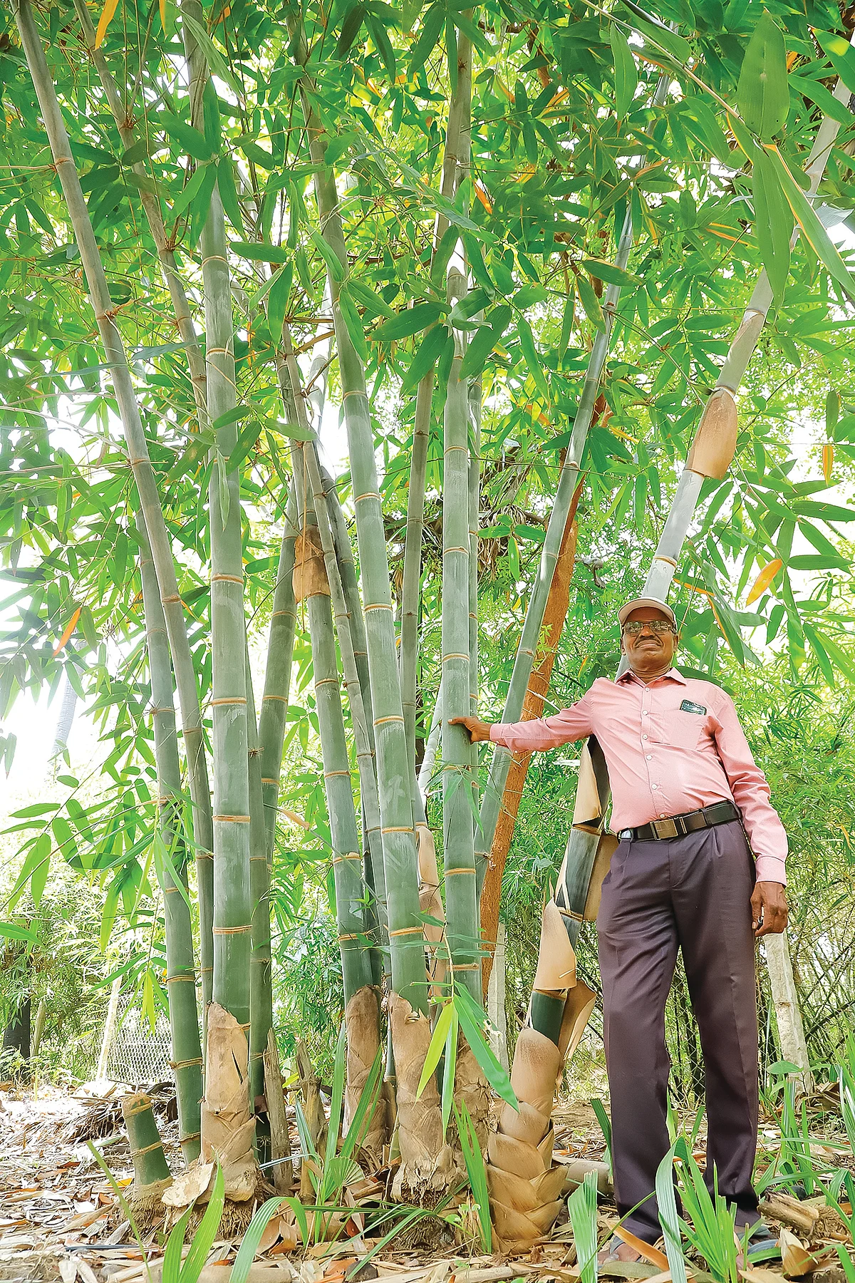 மூங்கில் தோட்டத்தில் பாலசுப்ரமணியன்