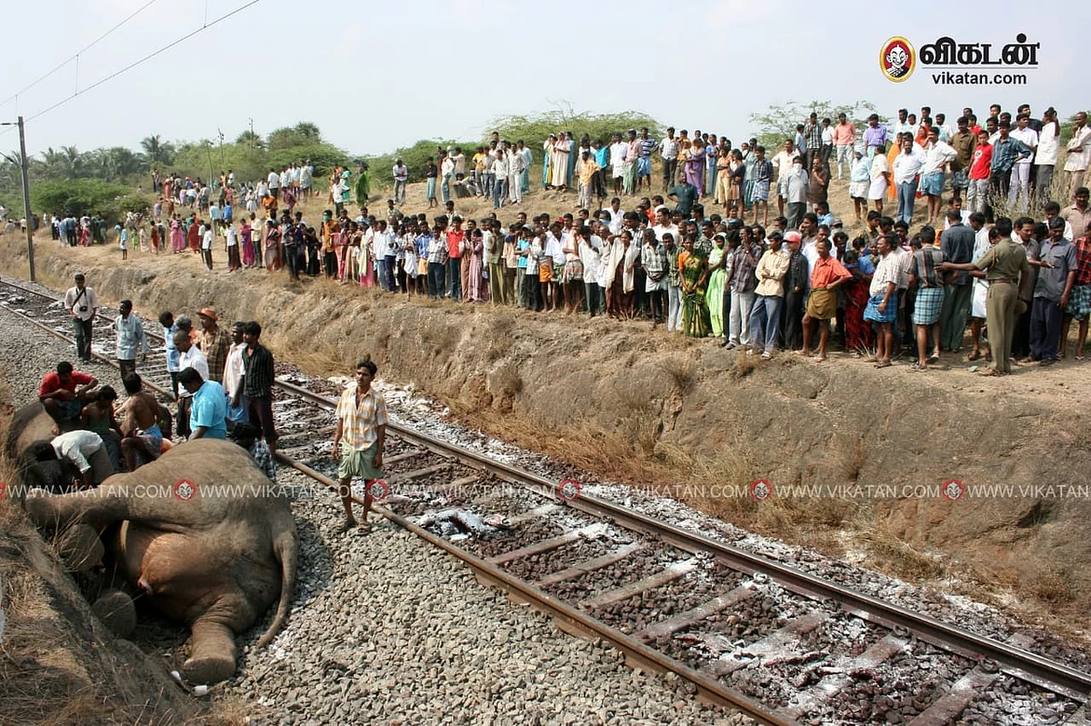 யானை