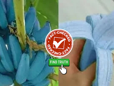 Fact Check: `நீல நிறத்தில் வாழைப்பழமா?' - வைரல் புகைப்படம்... உண்மை என்ன?