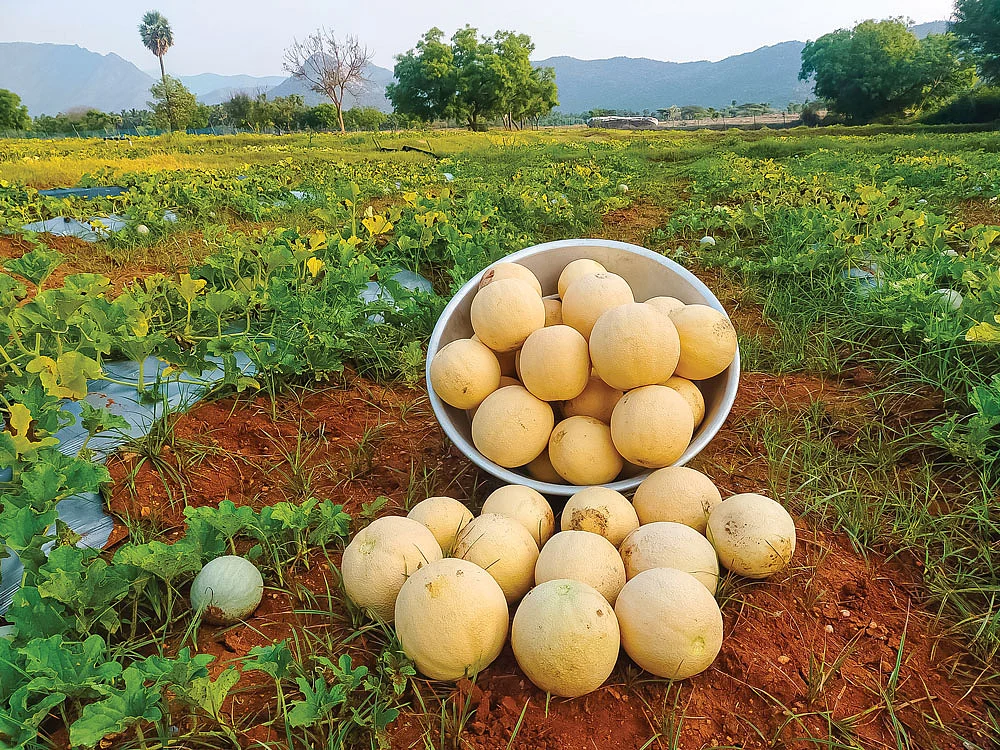 அறுவடையான முலாம்பழங்கள்
