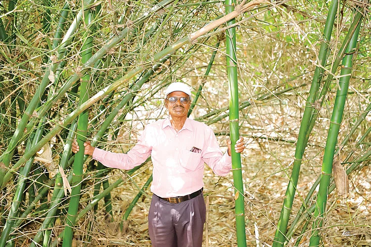 மூங்கில் தோட்டத்தில் பாலசுப்ரமணியன்