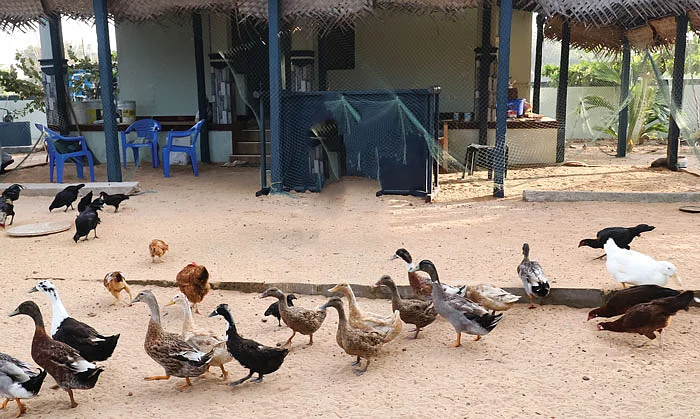 வாத்துகள்