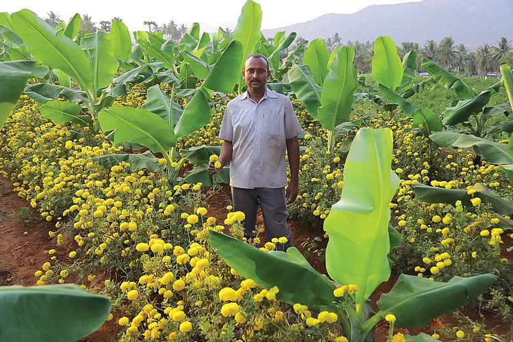 வாழையில் ஊடுபயிராகச் செண்டுமல்லி