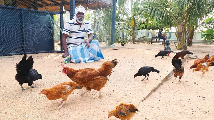 நாட்டுக் கோழிகளுடன்