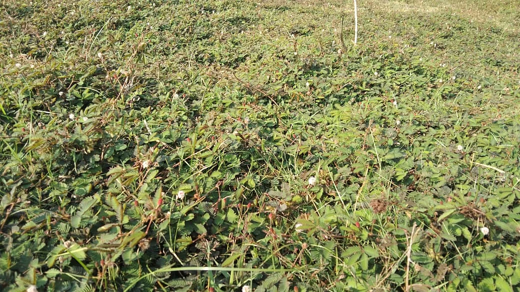 மூலிகை