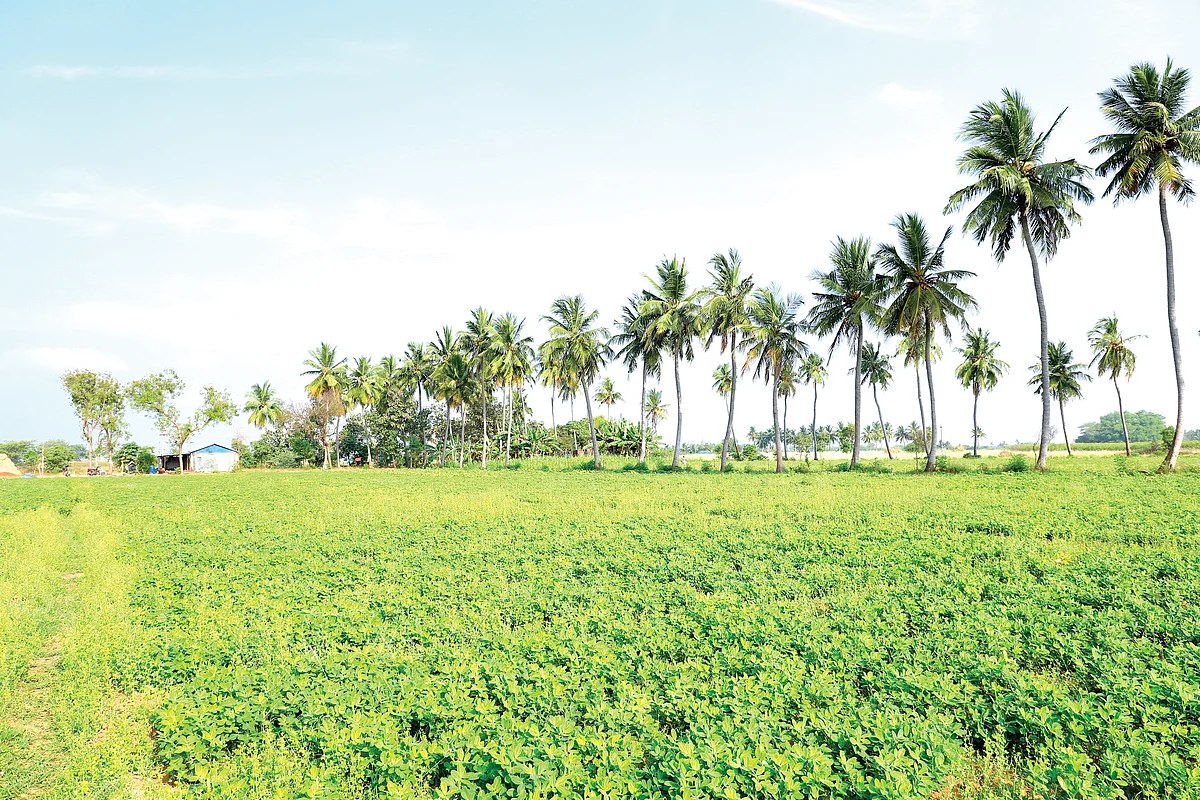 நிலக்கடலை வயல்