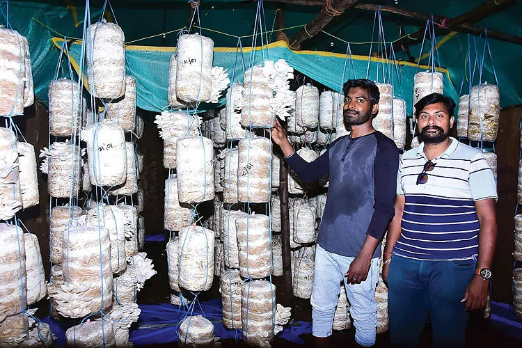 காளான் வளர்ப்பு கொட்டகைக்குள் சதீஷ், ஶ்ரீகணேஷ்