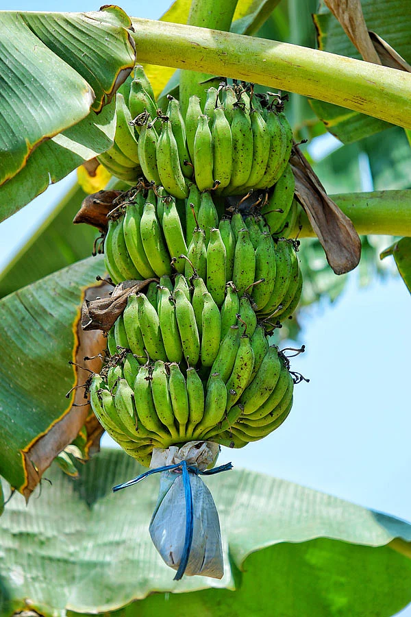 வாழையில் பஞ்சகவ்யா கரைசல்