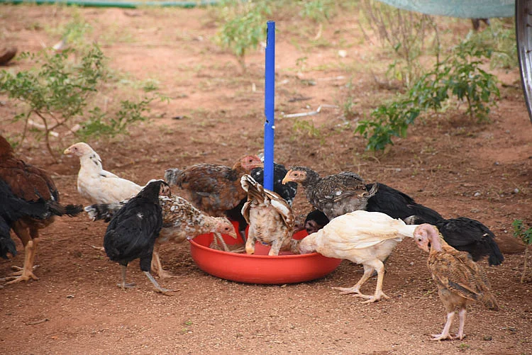தீவனம் எடுக்கும் கோழிகள்