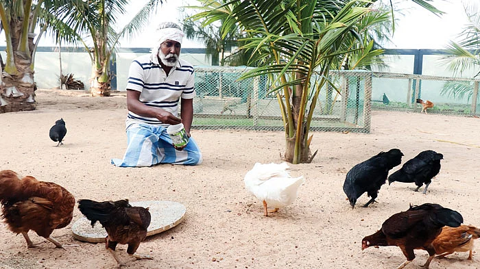 தீவனமிடுதல்