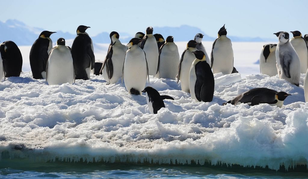 பென்குயின் | penguin