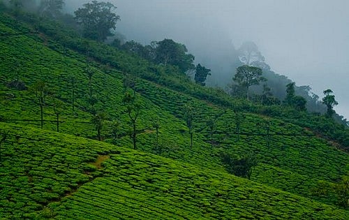 கோவை: கடைக்குச் சென்ற 6 வயது சிறுவனைத் தாக்கிய கரடி; சடலமாக மீட்ட வனத்துறை; வால்பாறையில் சோகம்
