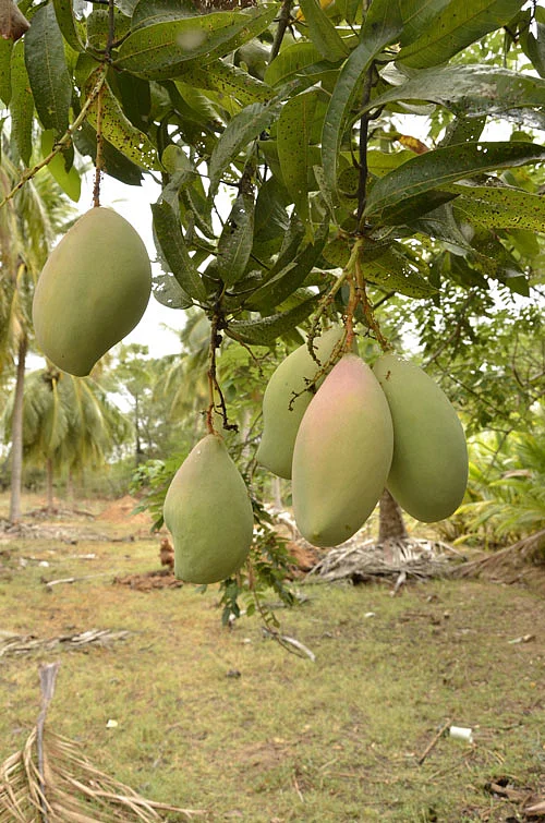 மாங்காய்