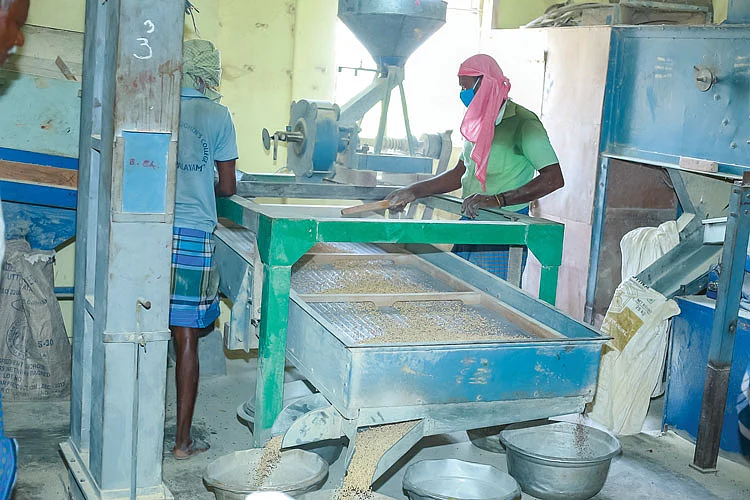 பருப்பு அரைக்கும் பணி