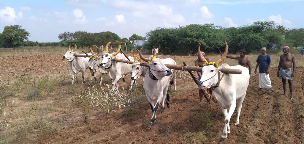 பொன்னேர் பூட்டிய மானாவாரி விவசாயிகள்