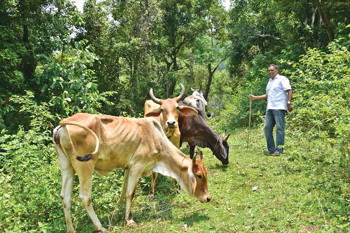 மேய்ச்சலில் மாடுகள்