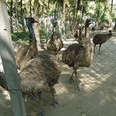 ஈமு கோழி