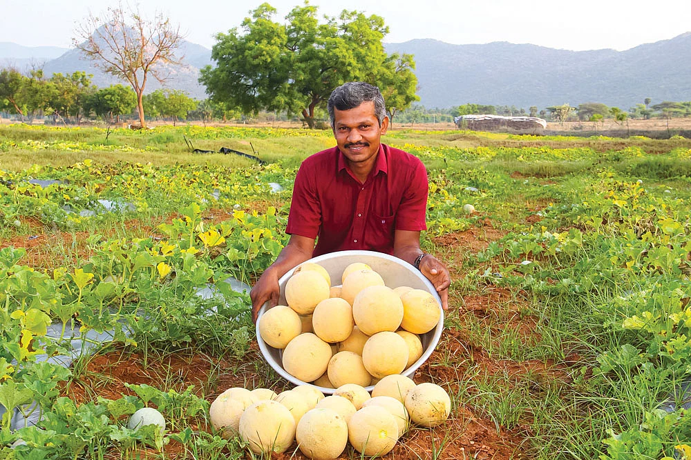 அறுவடையான முலாம்பழத்துடன் விக்னேஷ்குமார்