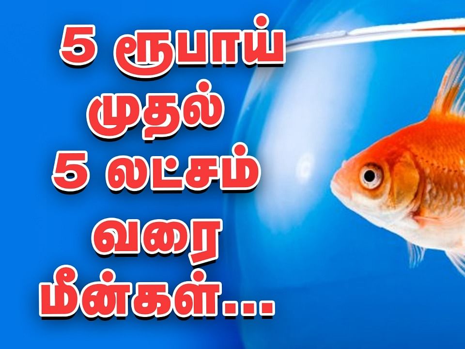 5 ரூபாயில் மீன்கள்... கொளத்தூர் மீன் மார்க்கெட் விசிட்! | Biggest fish market in tamilnadu