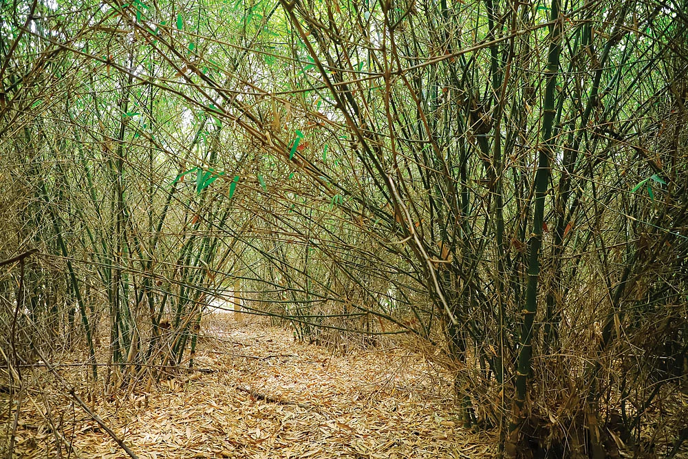 மூங்கில் தோட்டம்