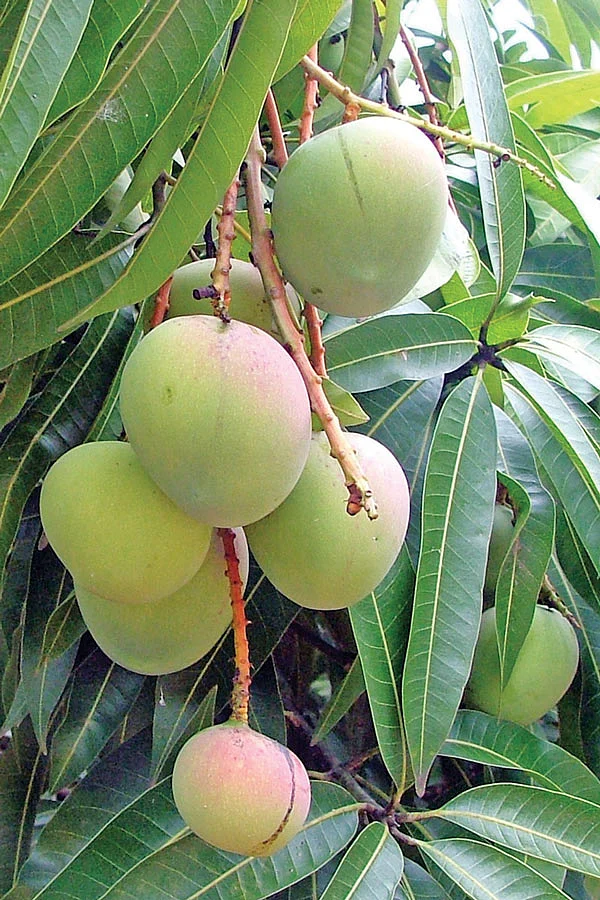 மாங்காய்