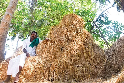 வைக்கோலுடன்