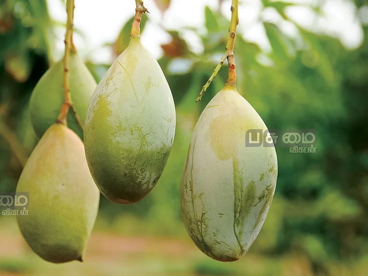 மா விவசாயிகளுக்கு ஊக்கத்தொகை! - கைகொடுத்த ஆந்திரா... கவனிக்குமா தமிழக அரசு!