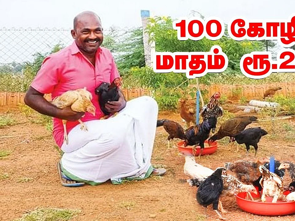 100 கோழிகள், மாதம் ₹24,000... மேய்ச்சல் முறை கோழி வளர்ப்பு!
