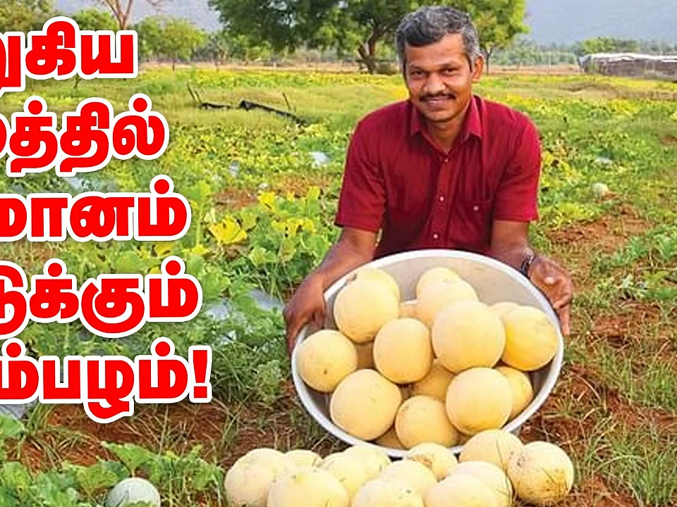 60 நாளில் வருமானம் கொடுக்கும் முலாம்பழம்!
