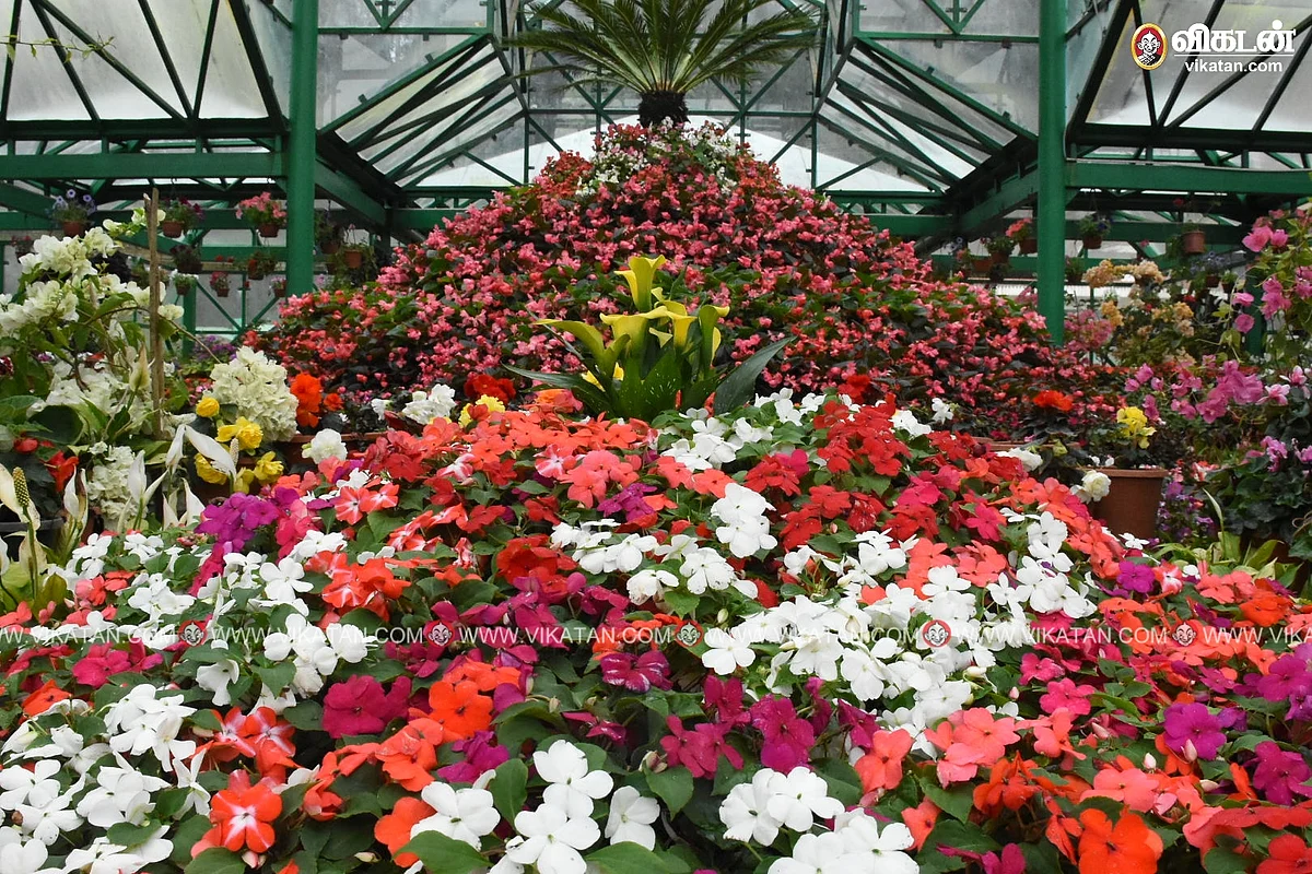 ooty garden