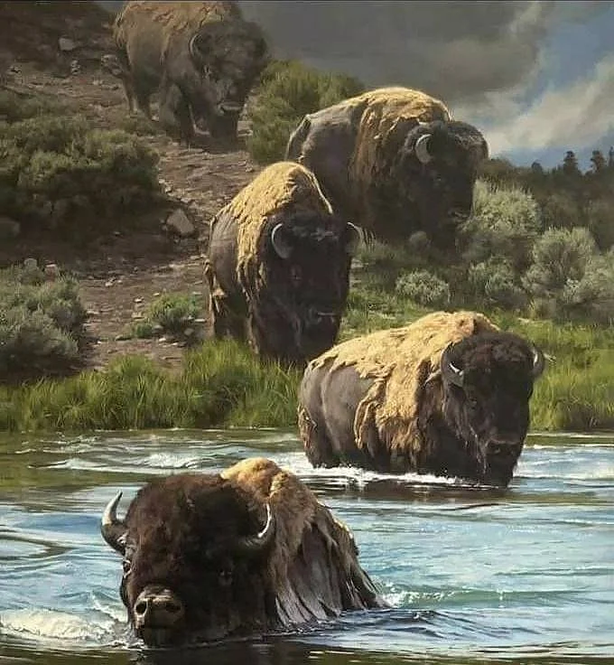 american bison