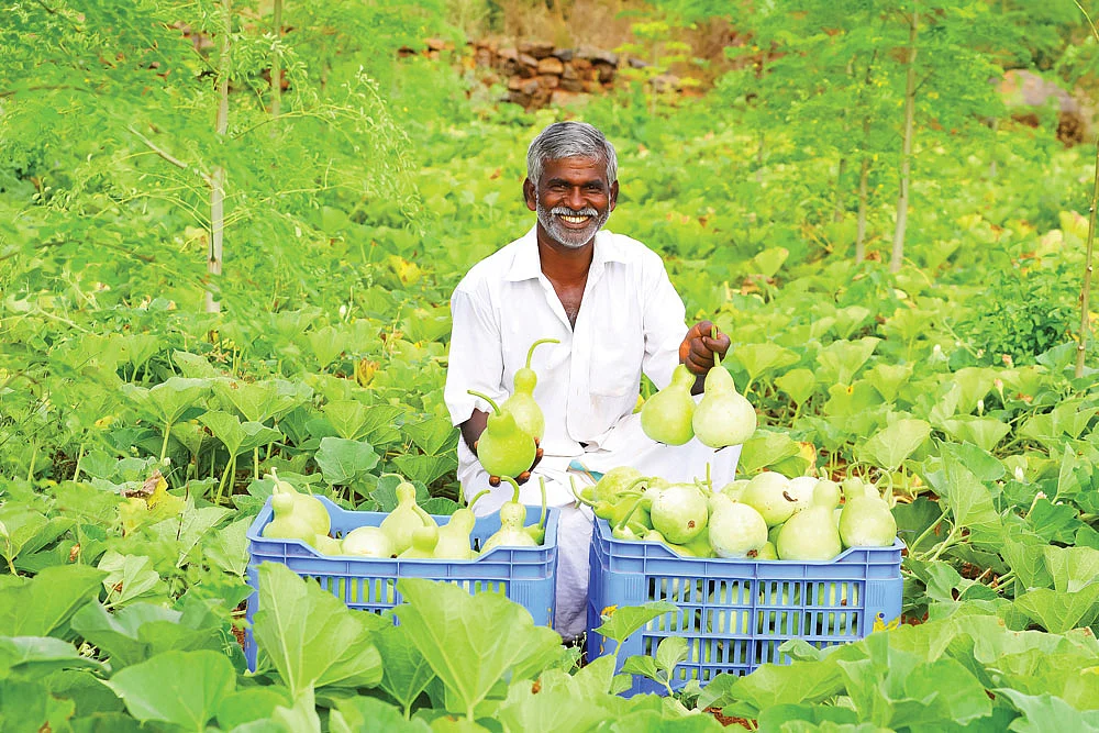 அறுவடை செய்த சுரைக்காயுடன் சின்னதுரை
