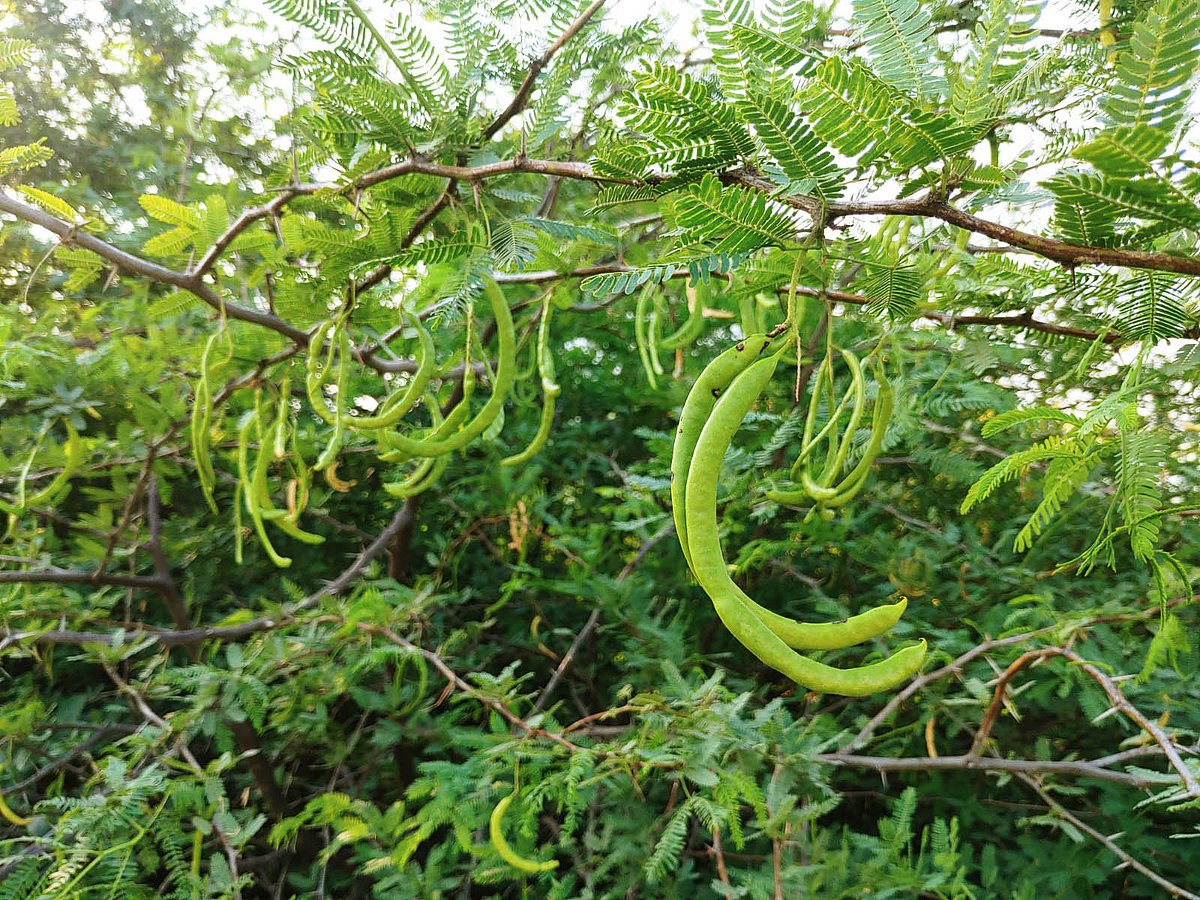 சீமைக் கருவேல மரம்