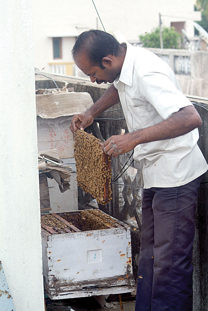 தேனீ வளர்ப்பு