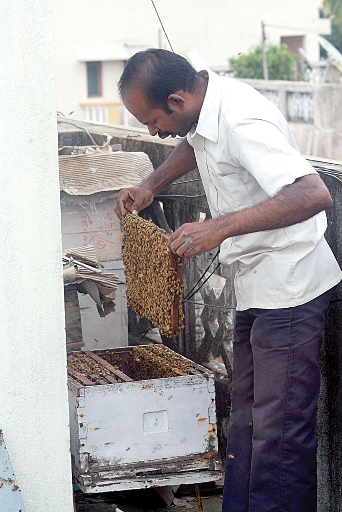 தேனீ வளர்ப்பு