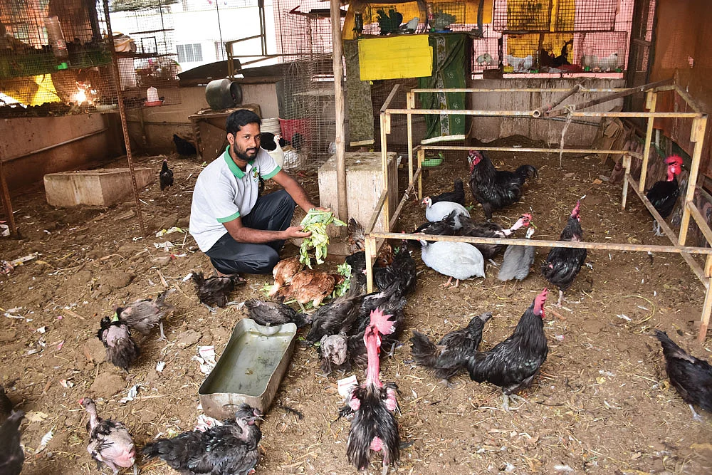 கோழிகளுடன் வெங்கடேஷ்