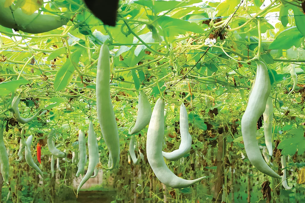 புடலை