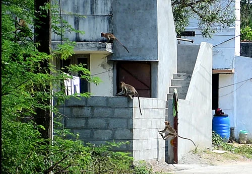 வீடுகளில் குரங்கு