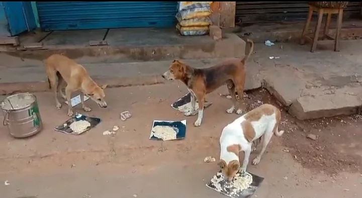 நாய் (File Pic)