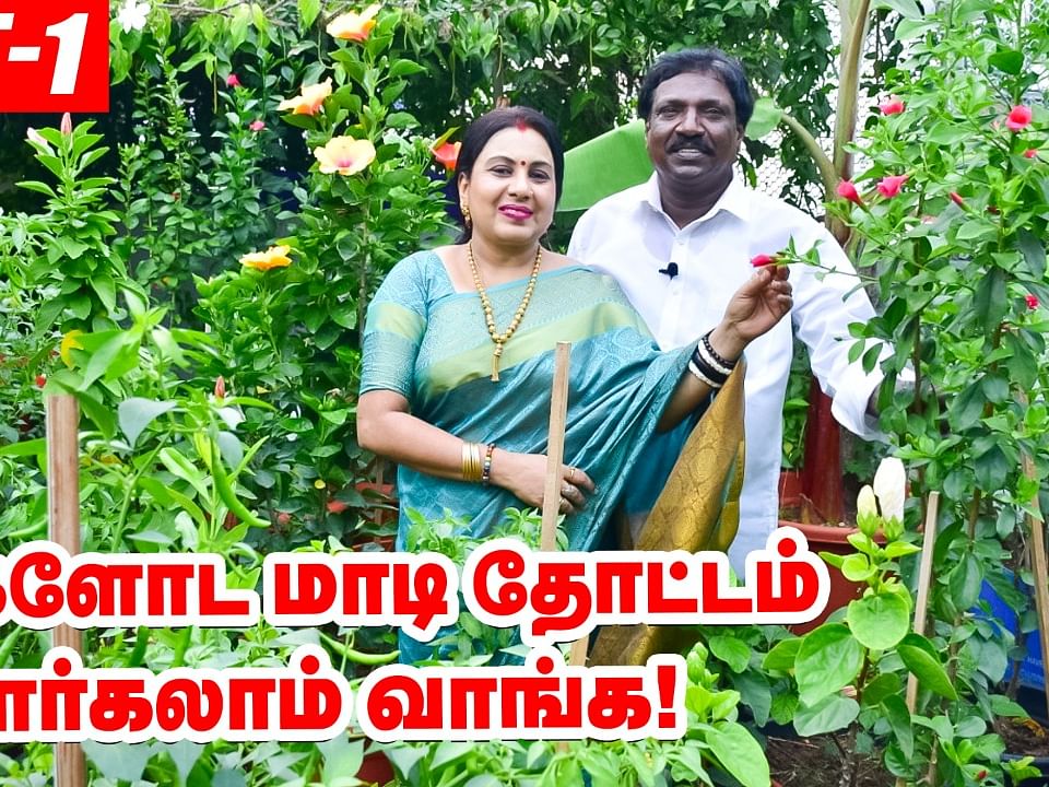 `எங்களோட மாடித்தோட்டம் பார்க்கலாம் வாங்க!' - அனிதா குப்புசாமி | Anitha Kuppusamy Terrace Garden