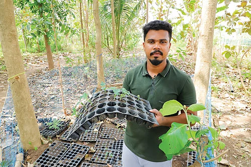 குழித்தட்டில் நாற்று உற்பத்தி